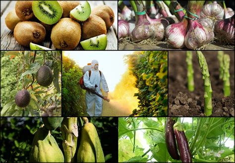 Providing comprehensive information on safe and effective use of pesticides. 12 Fruits & Veggies With The Most Pesticides (& 15 With ...
