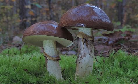 Well, it is not hard to know if mushrooms are rotten or not. Slippery Jacks & Other Edible Suillus/Bolete Mushrooms ...