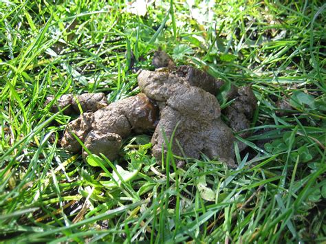 I come to the conclusion after a few weeks this website is useless. Woman Fined £860 For Leaving Dog Turds All Over Her Back ...