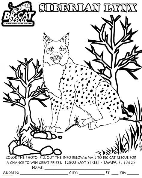 You can print or color them online at getdrawings.com for absolutely free. Lynx Coloring Page at GetColorings.com | Free printable ...