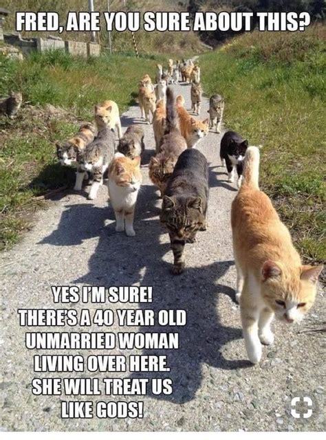 Happy caturday everyone!#cat memes # caturday # memes # funny memes # animal memes # funny cats. 32 Cat Memes To Give You A Fabulous Caturday (With images) | Caturday funny, Funny animals ...