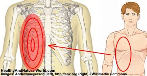 Therefore the organs in this area may be the cause of the pain. Pain Under Right Rib Cage: Causes and When to See a Doctor