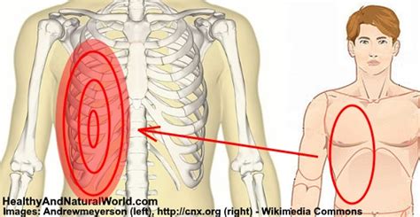 A doctor will diagnose the underlying cause by a physical examination and imaging scans. Picture Of What Is Under Your Rib Cage / Right side organs under rib - Doctor answers ...