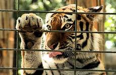 zoos dissertation toulouse subscribe plaisance