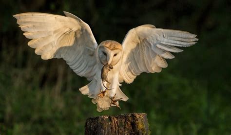 Most people believe that because they are nocturnal animals they do not have many natural predators. Do Owls Eat Squirrels? - Exploration Squared