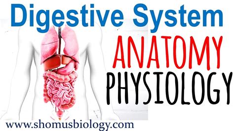 The body comprises several systems: Digestive system anatomy and physiology | Digestive system ...