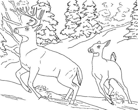 In several parts of the world, deer are protected animals because only a small part of deer has been cultivated intensively so that it tends to be a rare animal due to continuous hunting without regard to the balance of its ecosystem. Free Printable Deer Coloring Pages For Kids | Deer ...