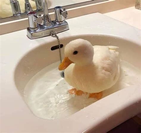 The most important factor in raising ducks is water. Splish splash I'm taking a bath : duck