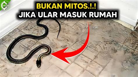 Pertanda ada ular di sekitar kita yaang selanjutnya adalah terdapat jejak ular. ular masuk rumah pertanda apa - YouTube