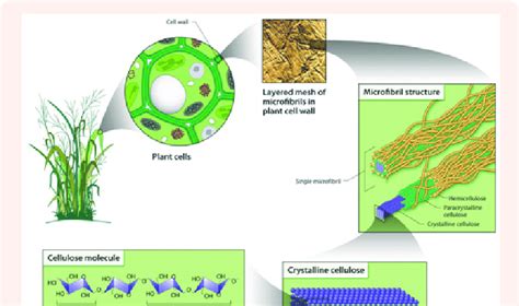 Plant cell walls vary from 0.1 µm to 10 µm in thickness. Structures of cellulose in plant cell wall and its ...