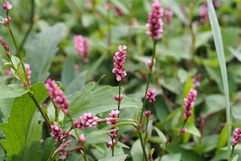 It's most commonly used as a. Polygonum caespitosum var. longisetum (Vascular Plants of ...