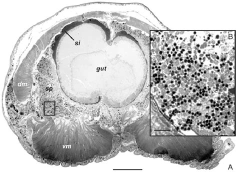 Description usage arguments details references examples. Male internal anatomy; (A), semi-thin cross section ...