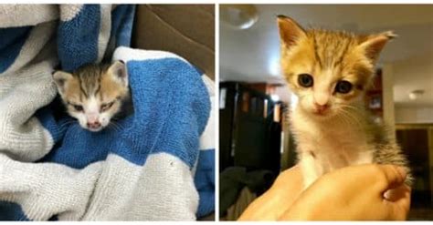 Maybe you would like to learn more about one of these? Elle récupère un chaton abandonné mal en point. En voyant ...