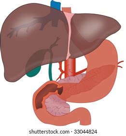 Summarize the impact of liver disease caused by chronic hepatitis b infection on global public health. Liver Diagram Unlabeled : Digestive System Diagram ...