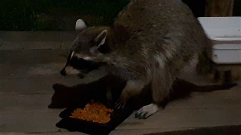 All 13 young kids are doing great and getting along together.whew! Raccoon visits to eat cat food - YouTube