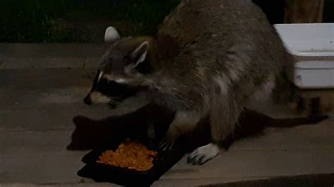 Look at this fat raccoon, eating cat food instead of lentils! Raccoon visits to eat cat food - YouTube