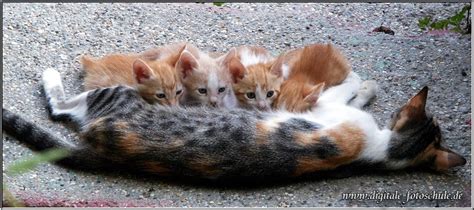 Zum basteln der schachtel nach anleitung einfach die kostenlose vorlage ausdrucken und die schablone außen entlang ausschneiden. Katzen fotografieren -- Die Fotoschule