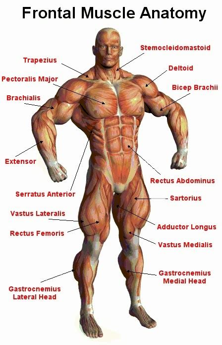 Anatomy of female muscular system, exercise and muscle guide. Bodybuilding Workouts & Tips: 5 SECONDS TO INCREASE YOUR ...