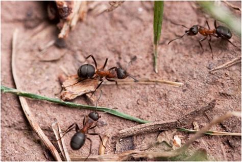 If you do not want your warehouse to suffer for more damages in vancouver, then you should consider contacting a pest control service. European Fire Ants, Making Their Way to Canada