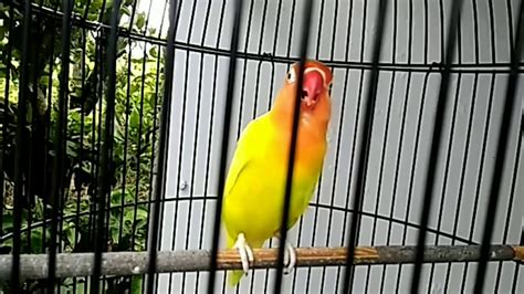 Bagi orang awam mungkin kurang begitu faham betul jenis burung kenari. Ciri ciri lovebird jantan dan betina - YouTube