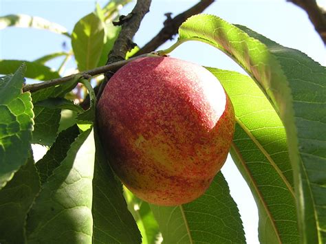 They are nice fruit to eat fresh from the tree's when it is in season. Goldmine Nectarine | Fruit trees, Fruit trees for sale ...