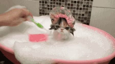 Here's a list of the best of 2021. Cat Bath GIFs | Tenor