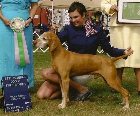 The strong body is slightly longer than it is tall. Vizsla Stud Dog Registry @ JCW, USA State - Oregon, Vizslas, Vizsla Stud Dogs! OFA Passing Hip ...