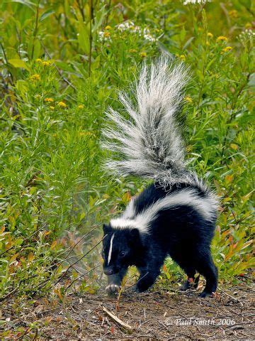 Can you use baby shampoo on dogs (or a puppy)? The baby skunks are also unable to use their defensive spray when they are first born ...