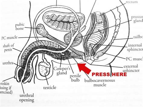 Remotely prostate massage with bead. Pin on You cannot have sex education without saying sex is ...