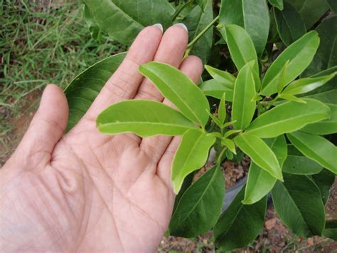 Maybe you would like to learn more about one of these? LI NA HERBS: POKOK TENGGEK BURUNG