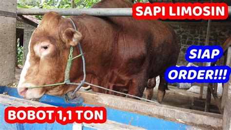 Seekor sapi jenis limosin di balikpapan, kalimantan timur, memiliki bobot hingga 1,2 ton. SAPI LIMOSIN BOBOT 1,1 TON MILIK BAPAK RUSWOYO SIAP ORDER ...