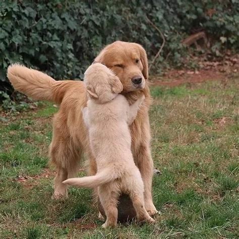 Hier findest du die beliebtesten kuscheltier hunde! Pin von Barbara Rathmanner auf Golden Retriever Puppies ...