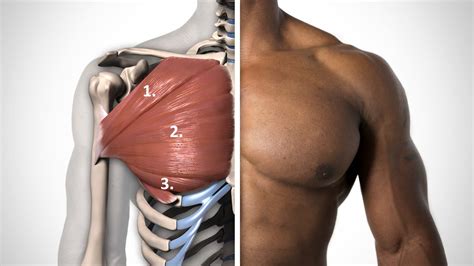 The pectoralis major is a muscle that is situated in the chest region of the human body. Bovenkant borst trainen: tips en oefeningen - Fitguide.nl