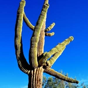 Set the pot outside in a sheltered setting, with filtered sunlight for a few hours a day. Scientific Name of Cactus