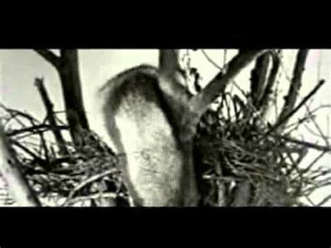 We've found 243 lyrics, 39 artists, and 47 albums matching snake in the grass by vallejo. Vallejo - Snake in the Grass - YouTube