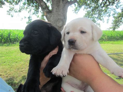 Labradors may be black, grey or yellow in colour. Labrador Retriever Puppies For Sale | Southwest Portland, OR #252226