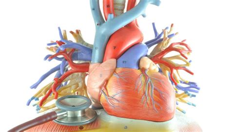 Atención médica de la miocarditis en mayo si tienes un caso moderado de miocarditis o si estás atravesando las primeras etapas, es posible. Cardiólogos chinos desarrollan nuevo tratamiento para ...