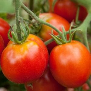 This early maturing plant produces heavy yields of 2 to 3 oz red tomatoes. Tomate Glacier - Die Tomate für Frühaufsteher: Früh ...