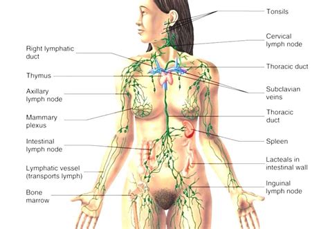 Regional lymph nodes are the nodes along the colon, plus the nodes along the major arteries that supply blood to that particular colon segment. Lymph Node - Lymph Nodes In Human Body