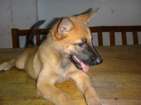 If you're interested in a belgian malinois puppy for sale, start by submitting the application below. PUREBRED puppies BELGIAN MALINOIS FOR SALE ADOPTION from ...