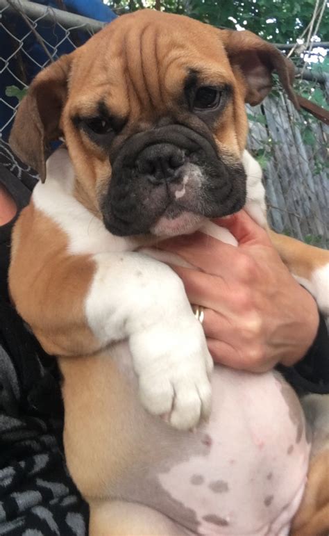 In case you're wondering what your puppy is up to before pickup, we've laid out many adopters have questions about what their puppies are up to while they wait for them to grow. Old English Bulldog Puppies For Sale | Berlin, CT #241570