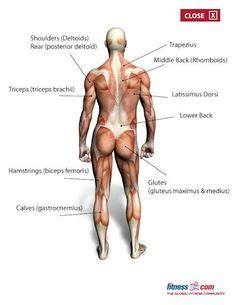 The back is one of the biggest major muscle groups. 10 Muscle Groups/Stretching ideas | muscle groups, muscle ...