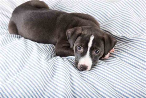 The pitbull lab mix lifespan is around 10 to 14 years. Pitbull Lab Mix (Everything You Need To Know About Labrabulls)
