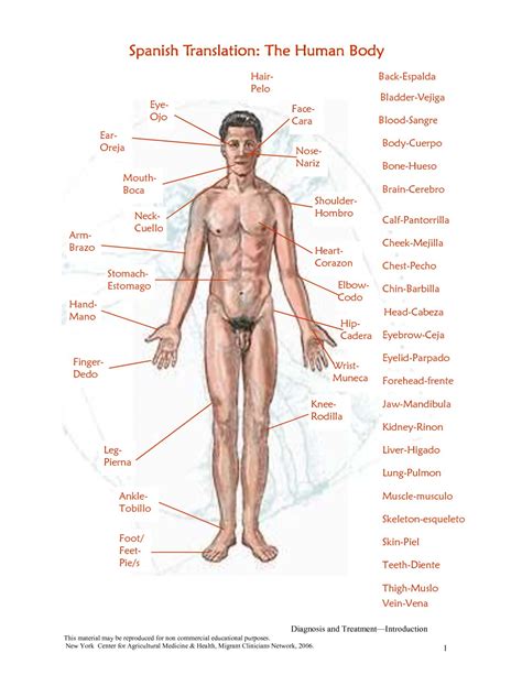 One of the most important things that you will need to talk about will be where on your body the problem is located. Free Human Body Parts, Download Free Clip Art, Free Clip ...