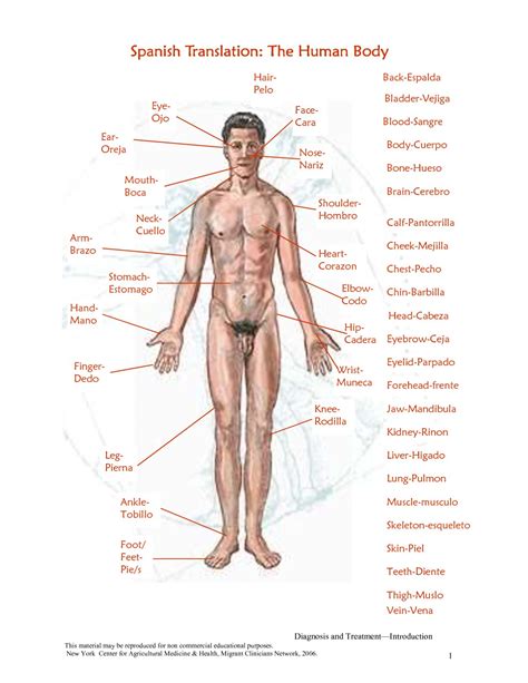 Practice parts of the body with funny games, pronunciations, images,quizzes, puzzles and ⬤ body parts picture in english. radial femoral posterior tibial and dorsalis pedis - Clip ...