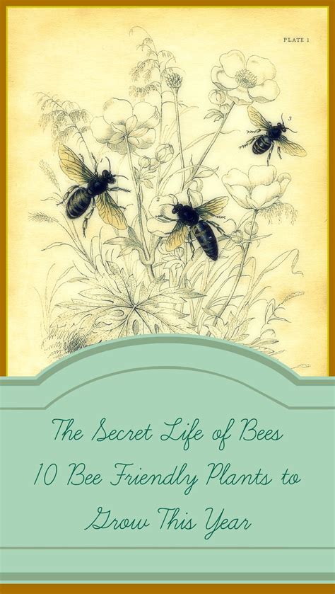 The plants help bees by supplying nectar and honey for the bee and the bee helps the plant by pollinating it. Flowers Bloom, Bees Pollinate, Fruit Grows, People Eat ...