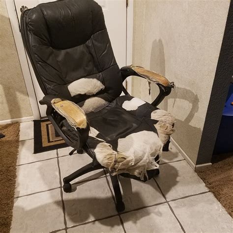 Sure, you've mastered the painted chair, but reupholstering a chair may sound like a more intimidating task. I had to put her down but it was time - EVGA Forums