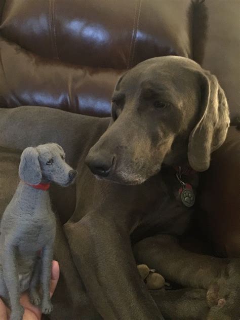 Following simple mendelian genetics, it quite simple to calculate the statistical probability of coat color based on the color genotype of the parents. This is my Blue Weimaraner Potter and his minnie me ...