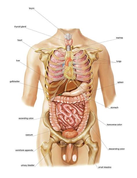 External organs and internal organs of the female reproductive system with structure, functions and diagram. Anatomy Of Internal Organs Female / Anatomy Of Female Body With Internal Organs High-Res ...