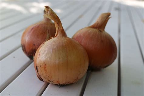 Place the sets in a shallow furrow and cover with the spacing between onions should eventually be 4 to 6 inches — depending on the mature size most garden centers label their bins of sets by color (white, yellow, or red) instead of by cultivar. Utah Yellow Sweet Spanish Onion Plants (Northern) - Ships ...